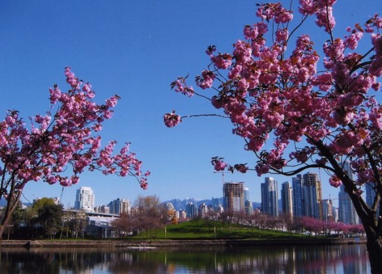 cherry tree blossom festival. Vancouver cherry trees in