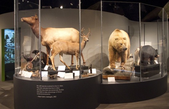 The Rewilding Vancouver exhibit looks at nature past, present and future. Photos courtesy Museum of Vancouver.