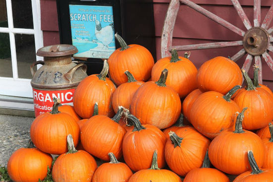 Pumpkins at the Mount Pleasant Farmers Market | Facebook photo.