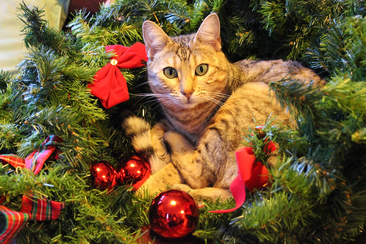 Where to buy cat-and-dog-themed gifts in Vancouver this Christmas—and donat...