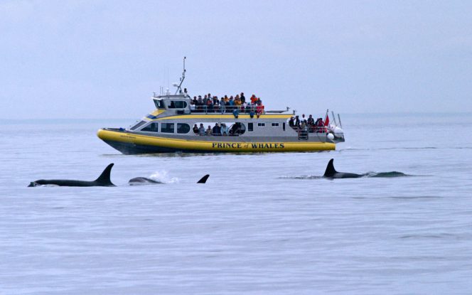 Lodě na pozorování velryb v Georgijské úžině poblíž Vancouveru, BC
