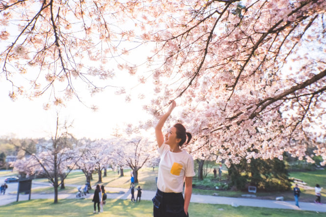 A woman looks at cherry blossoms in Vancouver