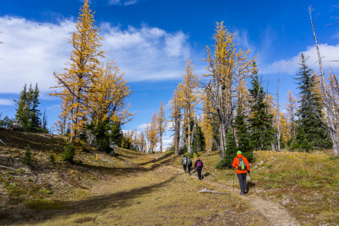Hiking amongst larches at Frosty Mountain in Manning Provincial Park