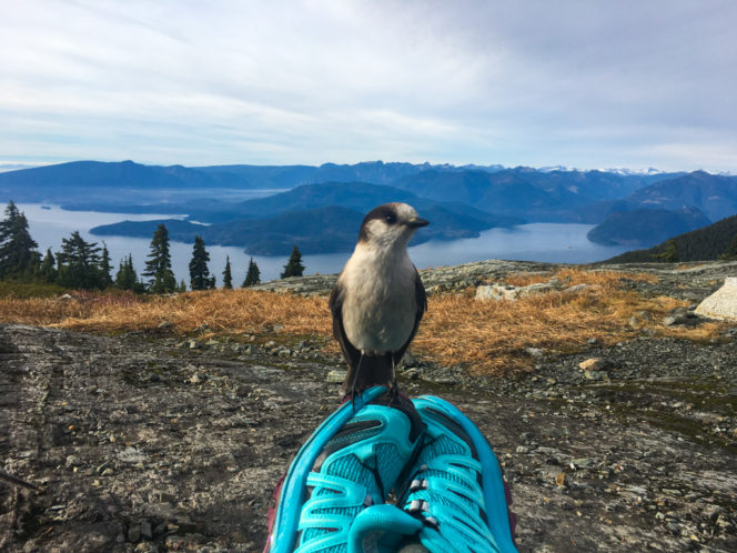A whiskey jack bird sits on top of hiker's shoes on top of Mount Strachan near Vancouver, BC