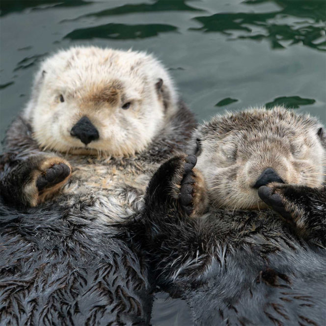 Two otters floating in water on their backs, holding hands, one is asleep