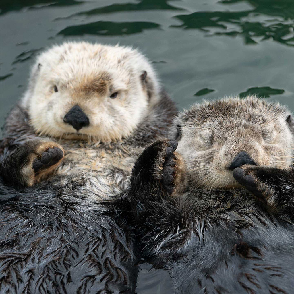 Baby Sea Otter Holding Hands