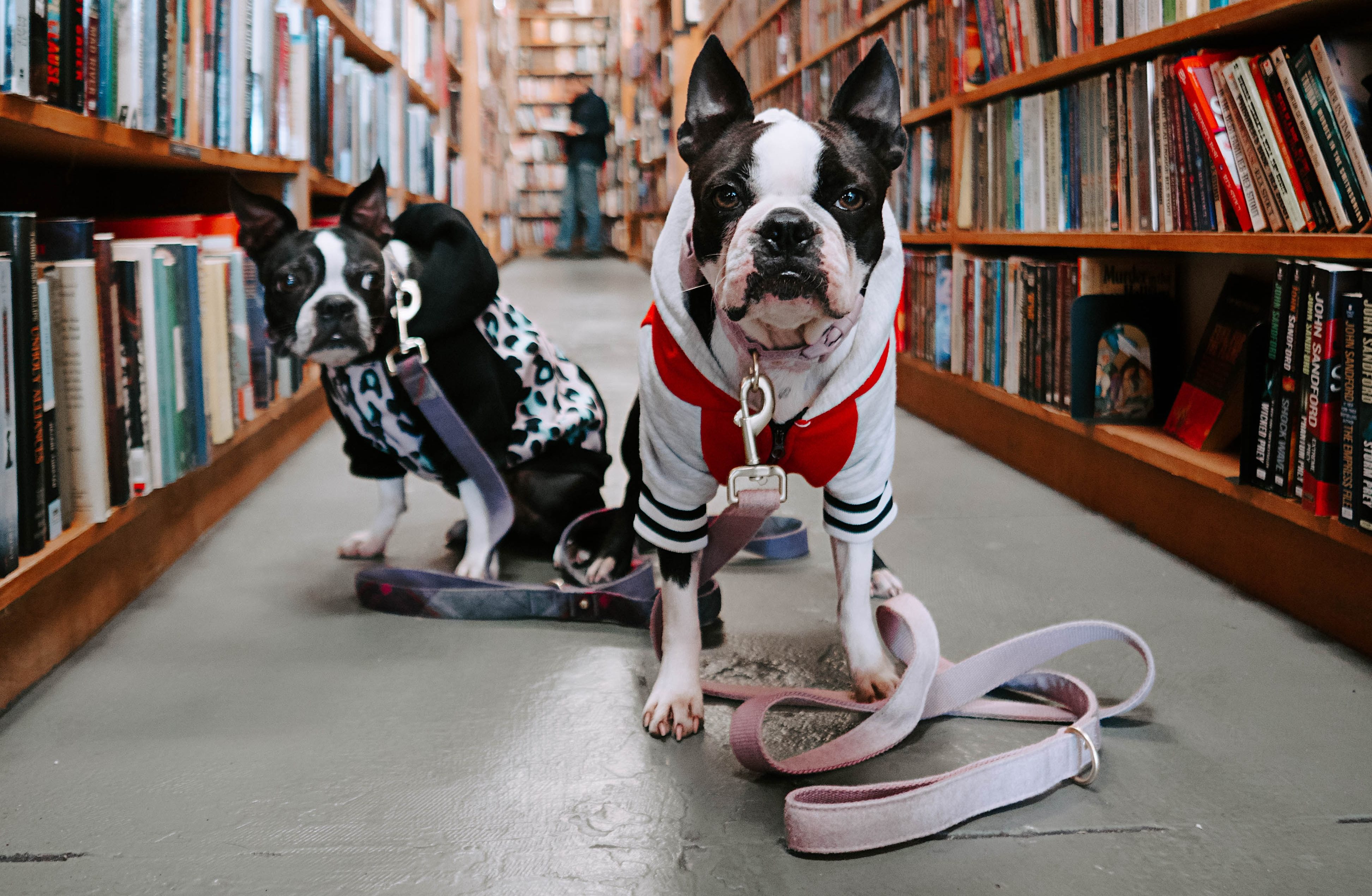 canine library vancouver 2019