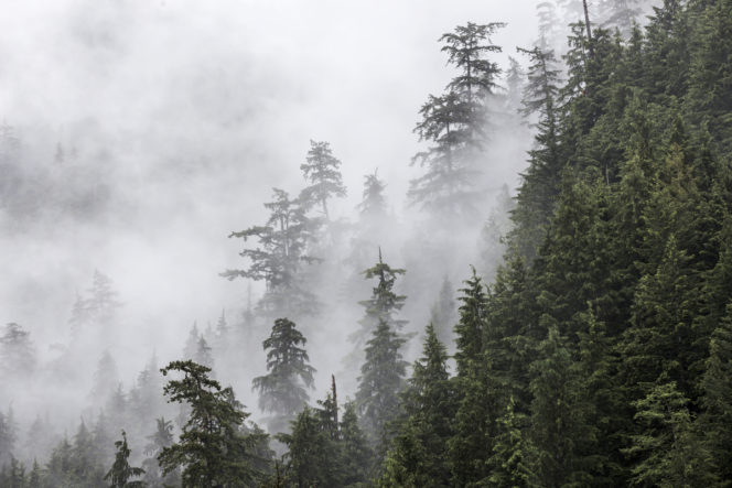Misty forest in British Columbia