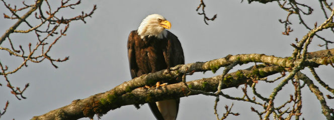 Bald eagle in Squamish, BC
