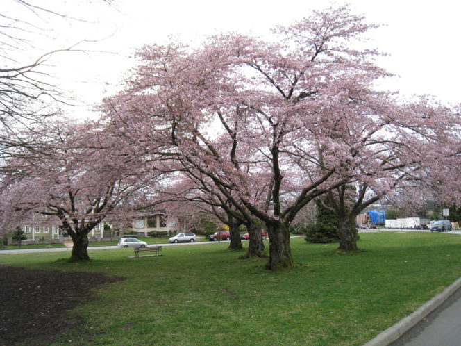 cherry blossoms Vancouver