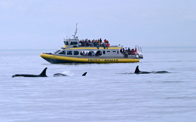 Whale watching near Vancouver