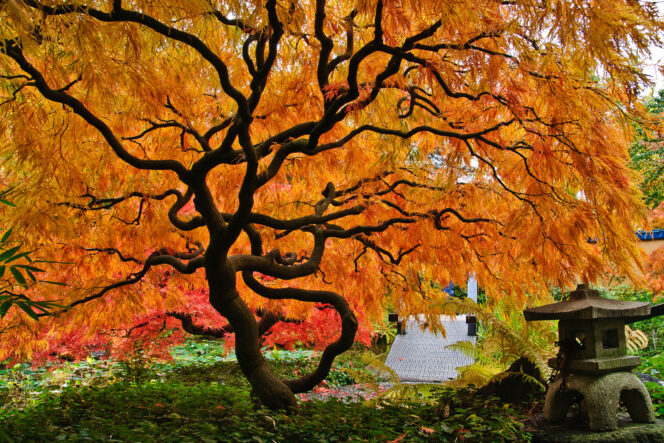 Japanese Maple changing colours at Park & Tilford Gardens in North Vancouver
