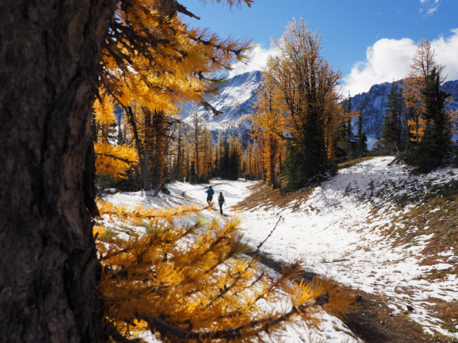 Hikers walking through golden larch trees at Frosty Mountain in E.C. Manning Provincial Park