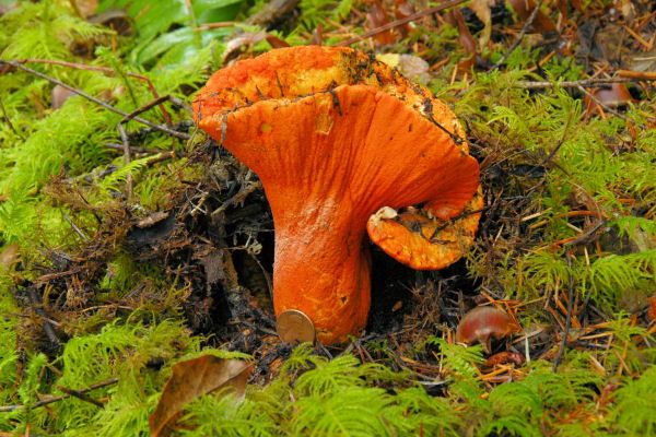 Mushroom on a foraging tour with Swallow Tail Tours