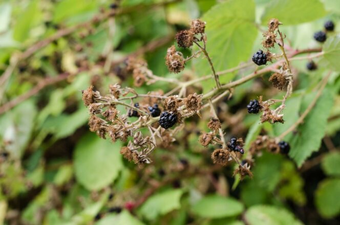 Close up of blackberry bush.