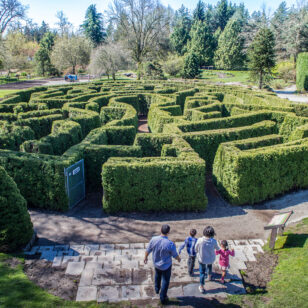 Family exploring the hege maze at Van Dusen Botanical Garden in Vancouver