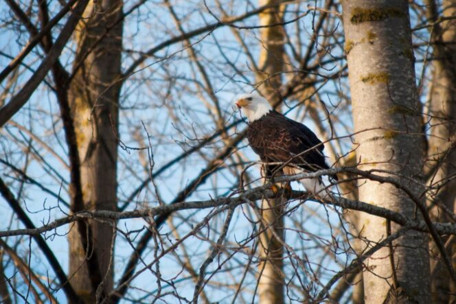 An eagle perches in a tree on Deas Island near Vancouver