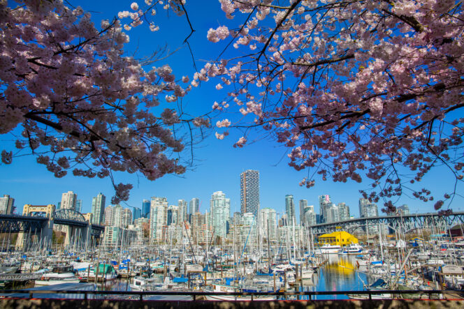 Cherry blossoms near Vancouver Island