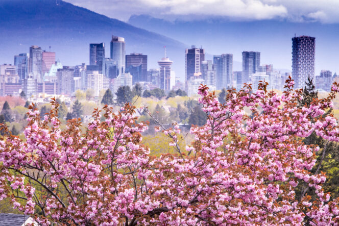 Cherry blossoms in front of Vancouver's skyline