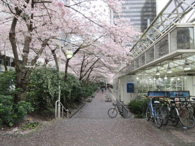 Cherry Blossoms at Art Phillips Park/Burrard Skytrain Station in Vancouver
