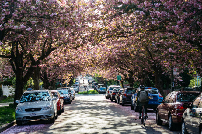 Biking through a cherry blossom lined street in Vancouver