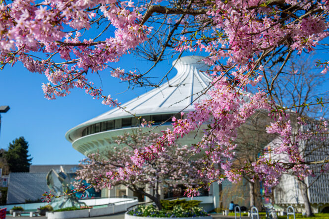 Cherry blossoms at the Museum of Vancouver