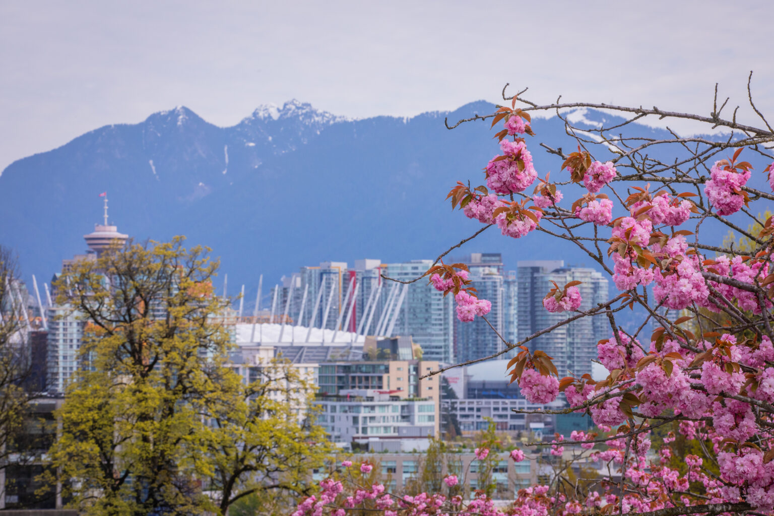 20 Best Places to See Cherry Blossoms Around Vancouver Inside