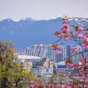 Cherry blossoms in front of the Vancouver skyline