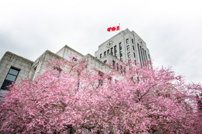 Cherry blossoms at Vancouver City Hall