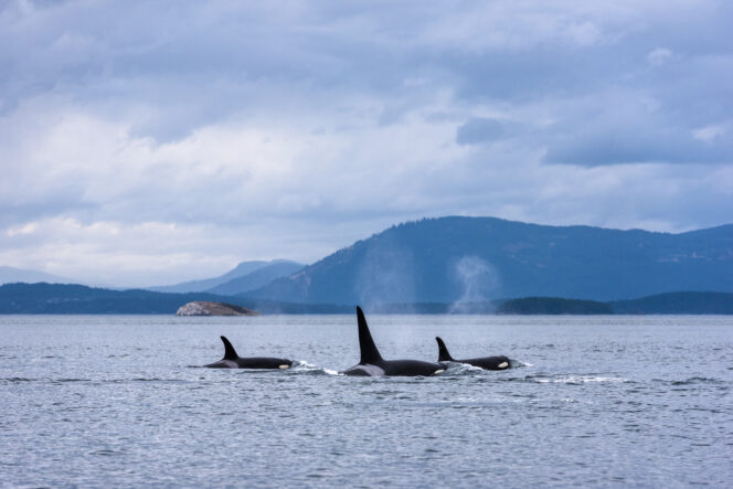 Whales swimming near Vancouver with mountains in the background