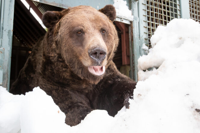 Grouse Mountain Grizzlies Grinder and Coola Emerge from Hibernation