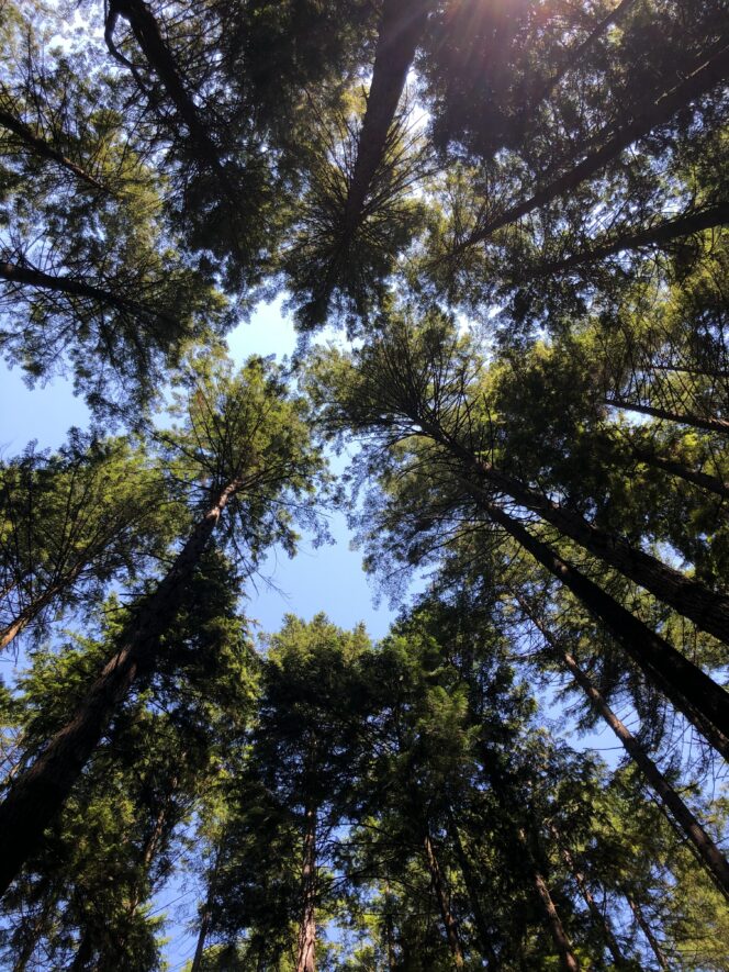 Looking up through the trees at Pacific Spirit Regional Park