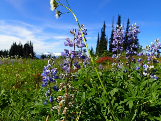Wildflowers in Garibaldi Provincial Park