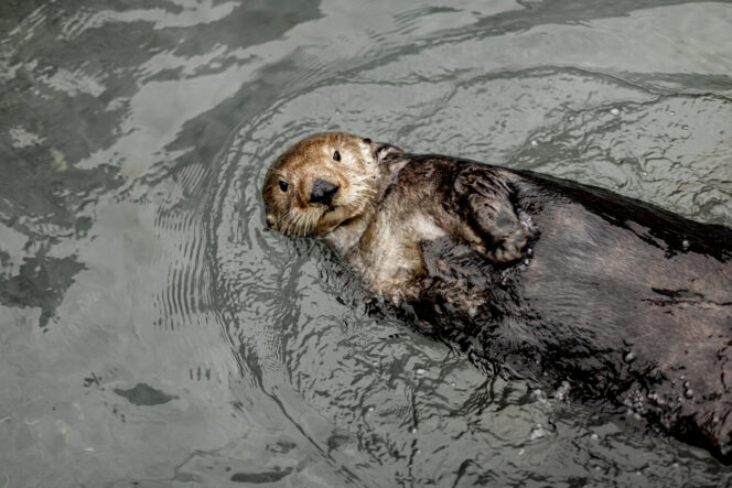 Otter at the Vancouver Aquarium