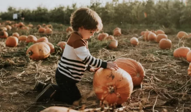 Child in a pumpkin patch at Taves Family Farms near Vancouver