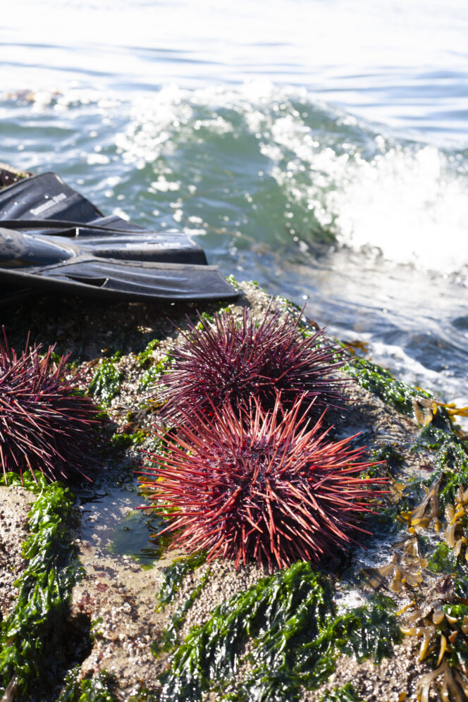 Harvested sea urchins on a rock next to the ocean