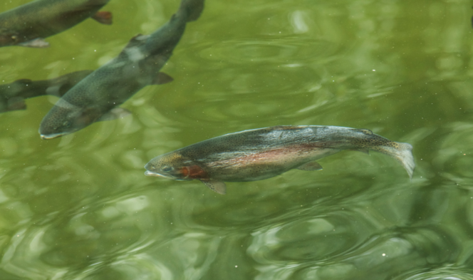 Salmon swim in the Serpentine River in Tynehead Regional Park
