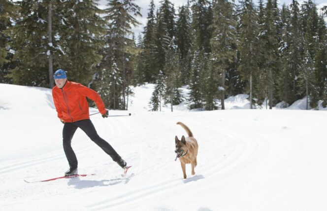A man cross country skis with a dog at Whistler Olympic Park