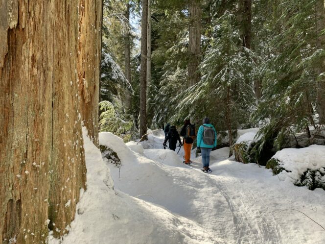 A group of people snowshoe through the snowy forest near Whistler