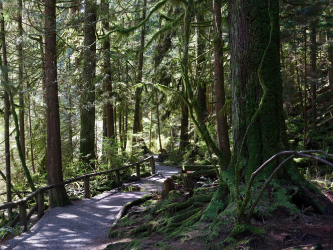 Forest in North Vancouver
