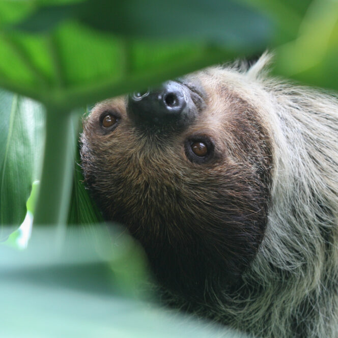 Sloth at the Vancouver Aquarium