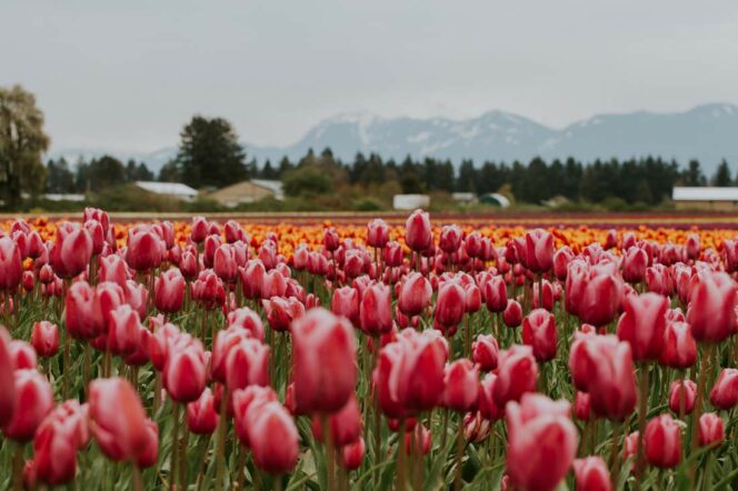 Tulips at the Chilliwack Tulip Festival near Vancouver