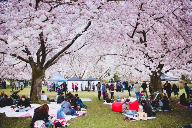 The Big Picnic at the Vancouver Cherry Blossom Festival