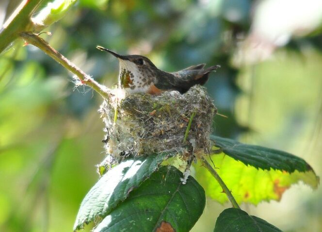 Nesting hummingbird at the Reifel Bird Sanctuary near Vancouver