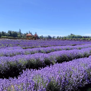 Fields of lavender at Lavenderland in Vancouver
