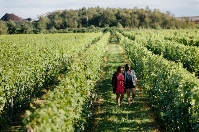 A couple walks through the vines at Lulu Island Winery