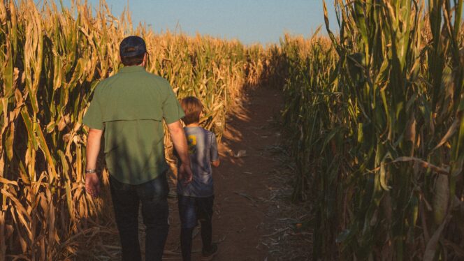 A father and son walk through a corn maze.