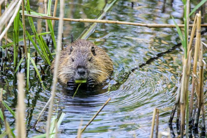 A beaver swimming amongst reeds