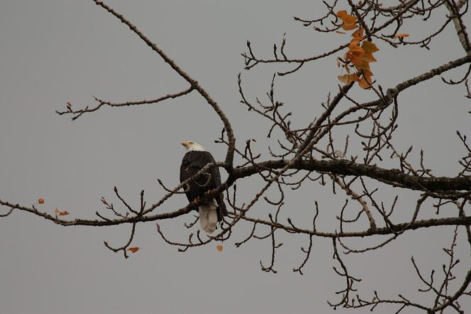 An eagle perches on a branch in Vancouver