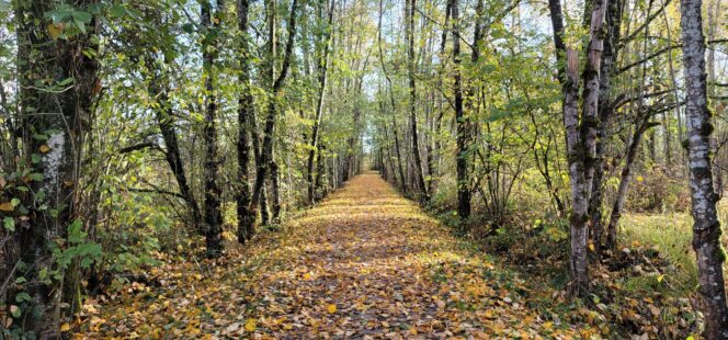 A trail covered in fallen orange leaves in Campbell Valley Regional Park